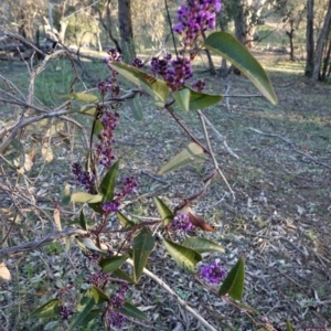 Hardenbergia violacea at Hughes, ACT - 30 Aug 2020 05:14 PM