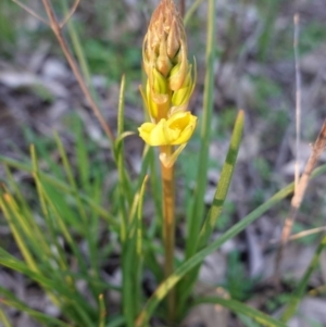 Bulbine bulbosa at Hughes, ACT - 30 Aug 2020