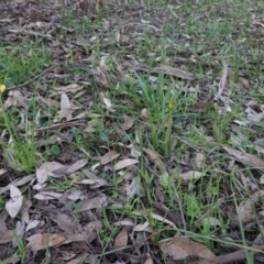 Bulbine bulbosa at Hughes, ACT - 30 Aug 2020