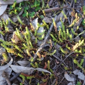 Crassula sieberiana at Hughes, ACT - 30 Aug 2020