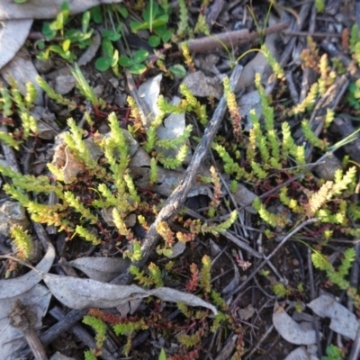 Crassula sieberiana (Austral Stonecrop) at Federal Golf Course - 30 Aug 2020 by JackyF