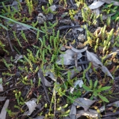 Crassula sieberiana at Hughes, ACT - 30 Aug 2020