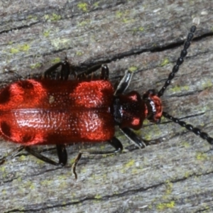 Lemodes coccinea at Mossy Point, NSW - 29 Aug 2020 08:49 PM