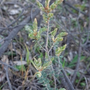 Brachyloma daphnoides at Hughes, ACT - 30 Aug 2020