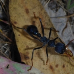 Myrmecia sp. (genus) (Bull ant or Jack Jumper) at Tuggeranong Hill - 14 Nov 2017 by JanetRussell