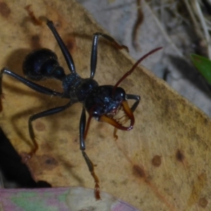 Myrmecia sp. (genus) at Conder, ACT - 14 Nov 2017