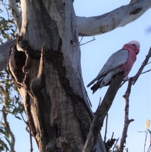 Eolophus roseicapilla at Hughes, ACT - 30 Aug 2020