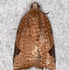 Meritastis ursina (A Tortricid moth) at Mossy Point, NSW - 29 Aug 2020 by jbromilow50