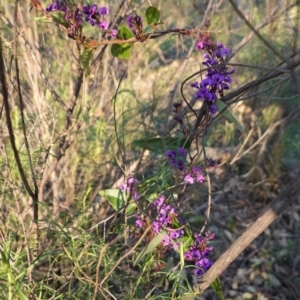 Hardenbergia violacea at Hughes, ACT - 30 Aug 2020 05:01 PM