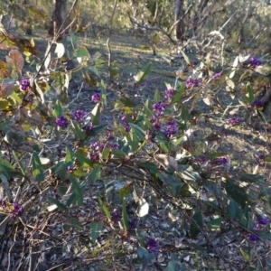 Hardenbergia violacea at Hughes, ACT - 30 Aug 2020 05:01 PM