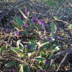 Hardenbergia violacea at Hughes, ACT - 30 Aug 2020 05:01 PM