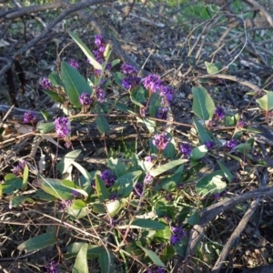 Hardenbergia violacea at Hughes, ACT - 30 Aug 2020 05:01 PM