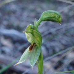 Bunochilus umbrinus (ACT) = Pterostylis umbrina (NSW) (Broad-sepaled Leafy Greenhood) by shoko