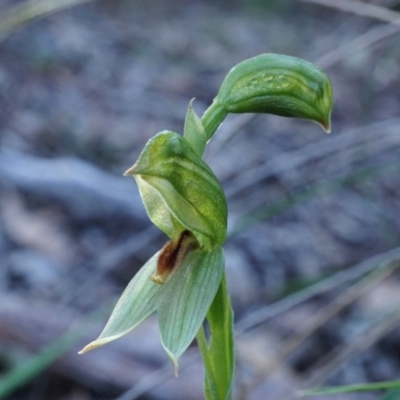 Bunochilus umbrinus (ACT) = Pterostylis umbrina (NSW) (Broad-sepaled Leafy Greenhood) by shoko