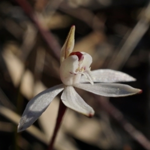 Caladenia fuscata at Downer, ACT - 30 Aug 2020