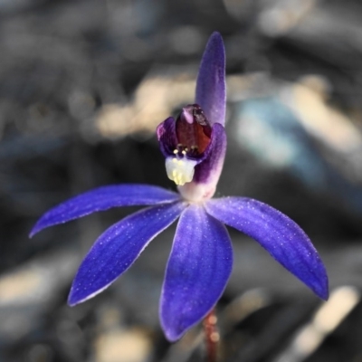 Cyanicula caerulea (Blue Fingers, Blue Fairies) at Bruce, ACT - 30 Aug 2020 by shoko