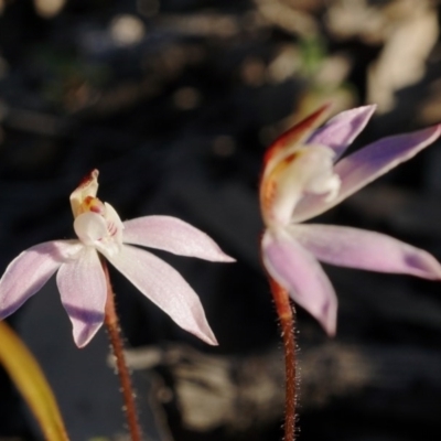Caladenia fuscata (Dusky Fingers) at Point 5803 - 30 Aug 2020 by shoko