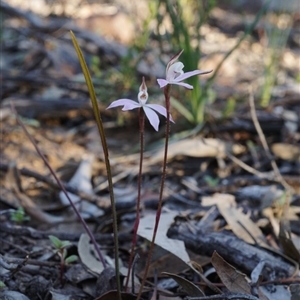 Caladenia fuscata at Point 5803 - 30 Aug 2020