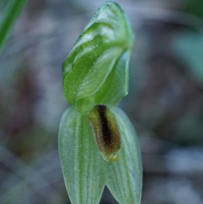 Bunochilus umbrinus (ACT) = Pterostylis umbrina (NSW) (Broad-sepaled Leafy Greenhood) by shoko