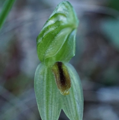 Bunochilus umbrinus (Broad-sepaled Leafy Greenhood) at Downer, ACT - 30 Aug 2020 by shoko