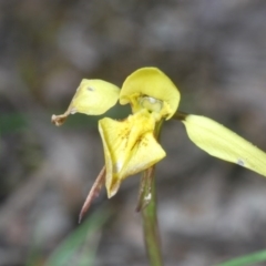 Diuris chryseopsis (Golden Moth) at Cavan, NSW - 29 Aug 2020 by Harrisi