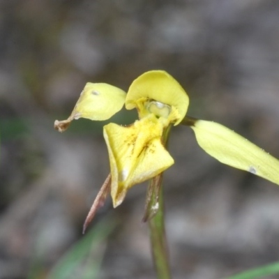 Diuris chryseopsis (Golden Moth) at Cavan, NSW - 29 Aug 2020 by Harrisi