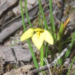 Diuris chryseopsis at Cavan, NSW - 29 Aug 2020