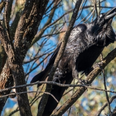 Corvus coronoides (Australian Raven) at Mount Majura - 30 Aug 2020 by sbittinger