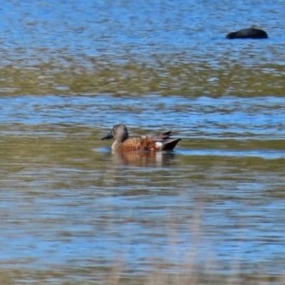 Spatula rhynchotis (Australasian Shoveler) at West Belconnen Pond - 29 Aug 2020 by RodDeb