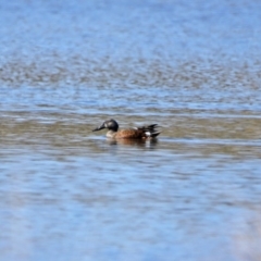 Spatula rhynchotis at Dunlop, ACT - 29 Aug 2020