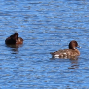 Aythya australis at Dunlop, ACT - 29 Aug 2020