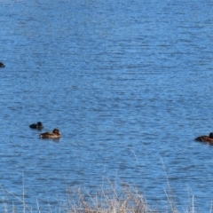 Aythya australis at Dunlop, ACT - 29 Aug 2020 12:26 PM