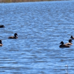 Aythya australis at Dunlop, ACT - 29 Aug 2020 12:26 PM