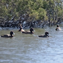 Aythya australis at Dunlop, ACT - 29 Aug 2020 12:26 PM