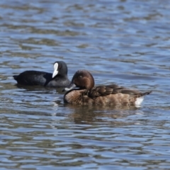 Aythya australis at Dunlop, ACT - 29 Aug 2020 12:26 PM