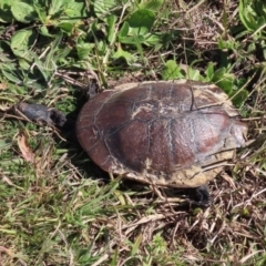 Chelodina longicollis (Eastern Long-necked Turtle) at West Belconnen Pond - 29 Aug 2020 by RodDeb