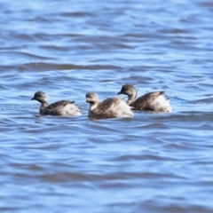 Poliocephalus poliocephalus (Hoary-headed Grebe) at Dunlop, ACT - 29 Aug 2020 by RodDeb