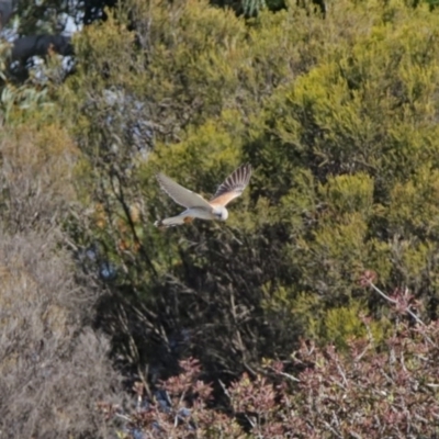 Falco cenchroides (Nankeen Kestrel) at Dunlop, ACT - 29 Aug 2020 by RodDeb