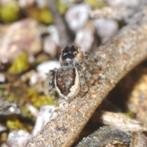 Maratus plumosus at Cavan, NSW - 29 Aug 2020