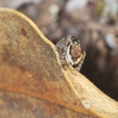 Maratus plumosus at Cavan, NSW - 29 Aug 2020