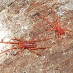 Rainbowia sp. (genus) (A mite) at Boorowa, NSW - 29 Aug 2020 by Harrisi