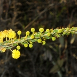 Acacia paradoxa at Cavan, NSW - 29 Aug 2020 06:01 PM