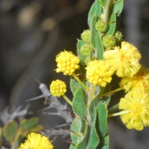 Acacia paradoxa at Cavan, NSW - 29 Aug 2020 06:01 PM