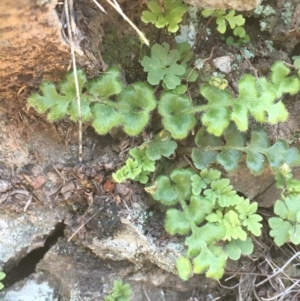 Asplenium subglandulosum at Downer, ACT - 30 Aug 2020 03:18 PM