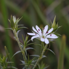 Stellaria pungens (Prickly Starwort) at Acton, ACT - 29 Aug 2020 by ConBoekel