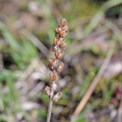 Plantago varia (Native Plaintain) at Downer, ACT - 29 Aug 2020 by ConBoekel