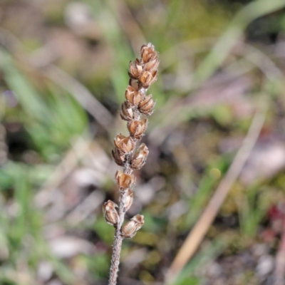 Plantago varia (Native Plaintain) at Downer, ACT - 29 Aug 2020 by ConBoekel