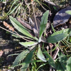 Plantago varia at Downer, ACT - 29 Aug 2020