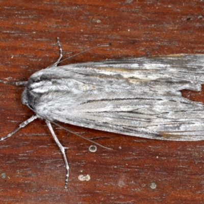 Capusa senilis (Black-banded Wedge-moth) at Mossy Point, NSW - 27 Aug 2020 by jbromilow50