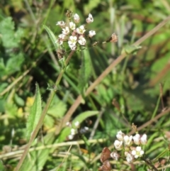 Capsella bursa-pastoris (Shepherd's Purse) at Hawker, ACT - 30 Aug 2020 by sangio7